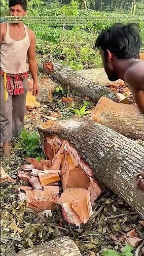 Splitting Strategy: Why Traditional Axe Work Still Wins for Timber Prep
