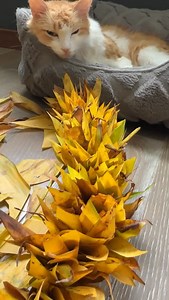 How to make a lei haku / lei po'o using brown dying ti leaves. What a statement piece it is! Don’t you find it stunning? 🤩 Be sure to follow for more lei making, food reviews, adventures and fun! | Olena Heu