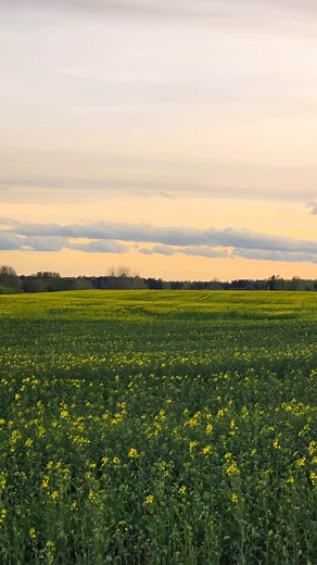 Dar viena kelionė po Žemaitiją nepaliksiu abejingų #paganykvisureigį #4x4adventure #4x4lithuania safari.lt @topfans | safari.lt