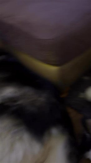 2.2K views · 80 reactions | And it’s …….. Workout with Auty Have a fab day all X | TherapyHuskies.co.uk | Facebook