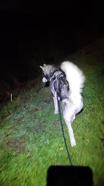 Quand on travaille tous les 2, c'est souvent mon copain qui s'occupe de la balade du matin ! Mais j'aime bien m'en occuper aussi 🫶 Et bien sur ils auront une bonne grosse balade après le boulot ! 🥰 #husky