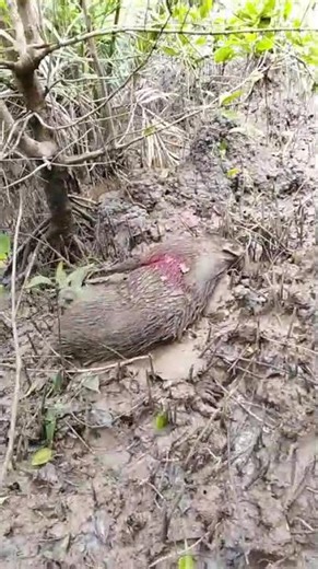 PCP JAWA REMINGTON MULTIHUNTING 👍PCP Hantu Rimba💯%WA||0895-3851-51273#hanturimbapcp