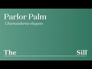 How to take care of a Parlor Palm