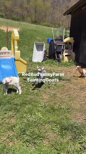 Sunny Dayz | Red Bud Valley Farm