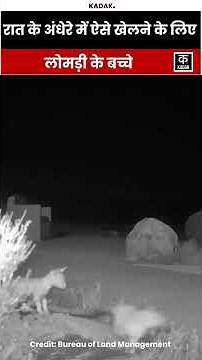 Cam Footage Shows Kit Foxes Playing During Nighttime #shorts | Viral