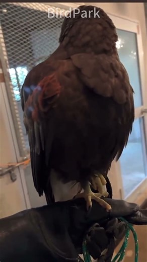 Harris's Hawk\\哈里斯鹰 #hawk #老鹰