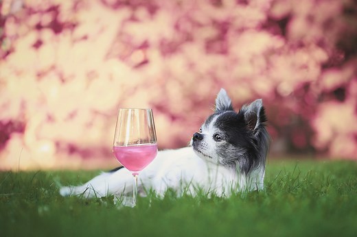 Dog Cocktails: Enjoy 10 Drinks Named After Dogs | Sidewalk Dog