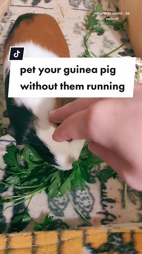 Guinea Pig Exercise Tips: How to Pet Your Guinea Pig