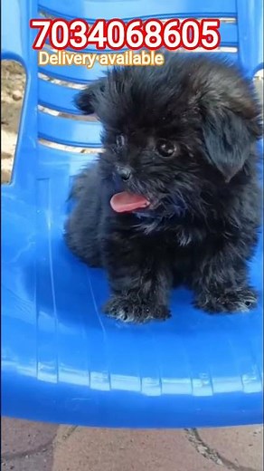 lhasa apso male and female puppy for sale|trivandrum|contact 7034068605|puppies|puppies for sale