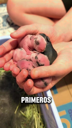ASÍ CAMBIA UN CONEJITO EN SUS PRIMEROS 15 DÍAS DE VIDA🐰🩵🐰#bunny #rabbitsoftiktok #conejos #mascotastiktok #conejodepascua