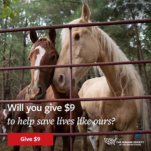 3.3K views · 7.5K reactions | Millions of helpless animals are facing...