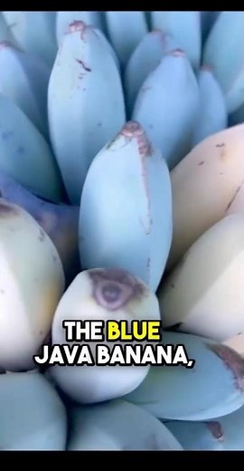 Blue Java Banana The Ice Cream Banana with a Natural Vanilla Flavor #BlueJavaBanana #IceCreamBanana