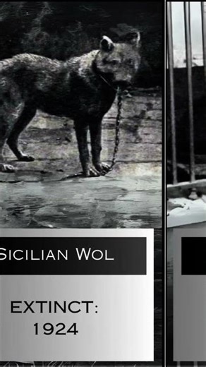 Last pictures of extinct species #extinctanimals #species