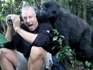 Gorilla sniffs tourist in East Africa