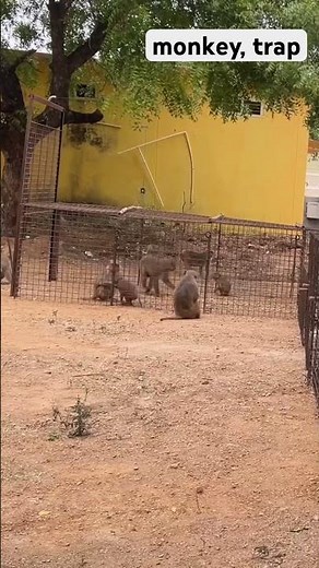 monkey catching official, #monkey trap #￼