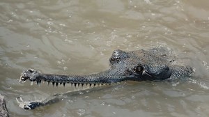 The ancient crocodile so strange most people have never seen one