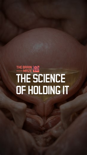 The Science of Holding It - The human bladder stores urine at low pressure and releases it through tightly coordinated neural control. | The Brain Maze