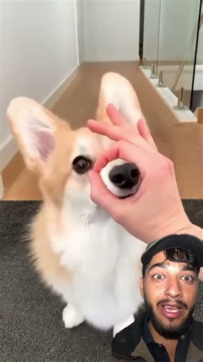 #puppy #funny #kindnessiscool #funnyimages