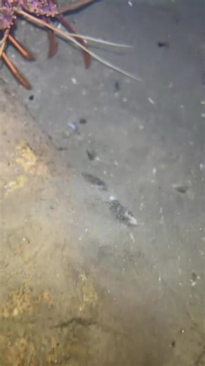 6.9K views · 23 reactions | Harvesting crab and red lobster for food #diving #crab #lobster | KING OCEAN | Facebook