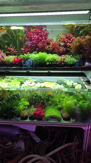 Nemo Animal Store on Reels