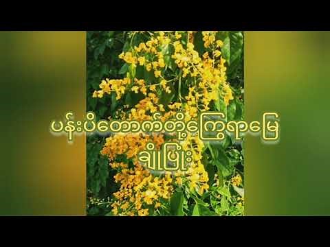 💐🍃🍂 ပန်းပိတောက်တို့ကြွေရာမြေ - ချိုပြုံး (Cho Pyone)