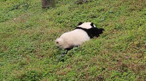 16K views · 1.6K reactions | - What is the panda doing? - He is pooping in an outdoor public toilet. (Qiao Sen/Bao Bao) #HiPanda #CCRCGP | iPanda | Facebook