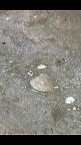 293K views · 4K reactions | Figuring out the age of a new fossil area #fossils #newzealand #geology #science | Mamlambo | Facebook