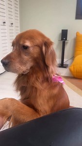 2.4M views · 165K reactions | This was Luna’s first time seeing snow, although it only lasted for a few hours… ☃️ #dogdad #goldendoodle #golenretriever #snowday | Brodie That Dood | Facebook