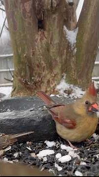 How to attract more cardinals to your backyard? #catwatchingtv #nature #greatbackyardbirdcount