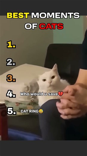The ULTIMATE Cat Ranking Tier List 🐈 #animals #catvideos #funnycats #catshorts #best