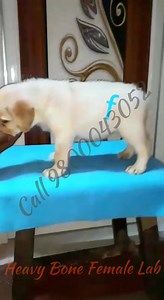 6.7K views · 120 reactions | Heavy Bone Female Labrador puppy available. Call 9800043052 for details. | The PET Shoppe Siliguri | Facebook