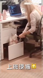 網：學會了！🤣 · 影片來源：Pinterest · #療癒寵物 #主子奴才 #可愛貓咪 #布偶貓 #帶貓上班 #搞笑貓視頻 | PetCity 毛孩日常