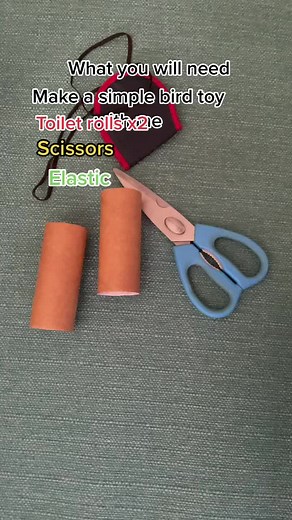 budgies_4_lifee on TikTok