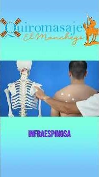 The infraspinatus muscle, anatomy.