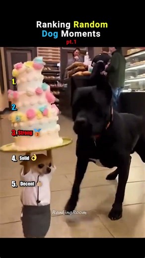 Ranking the Most Unhinged Dog Clips Ever #dogs #trending #funnydogs