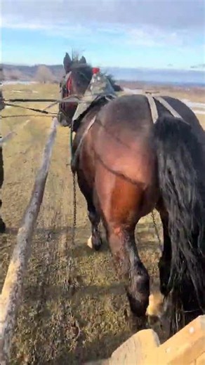 🔥 Коні в упряжі мчать як вітер! Красота і сила 🐎