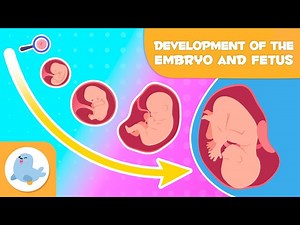 PREGNANCY Month by Month for Kids 🤰🏻 EMBRYONIC and FETAL Development 🧬👶 - Videos For Kids
