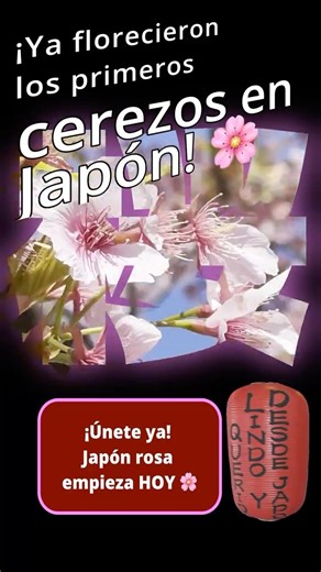 ¡Ya florecieron los primeros cerezos en Japón! 🌸 #sakura #桜 #Sakura2026 #japanspring #japon #japan