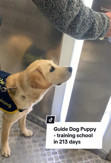 Guide Dog Puppy goes from her puppy raisers to Training school in 213 days. The days are counting down so fast and we’ll miss her so much! Enjoying every day that the guide dog puppy is with us and giving her plenty of time to consolidate skills that she has already learnt. Hopefully this will set her up to succeed and make it as a working guide dog. #guidedogpuppy #futureguidedog #guidedogpuppies #guidedogintraining #assistancedogintraininguk