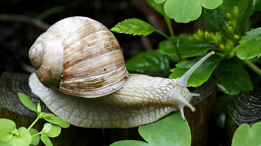 Weinbergschnecke