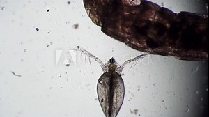 Defecation of daphnia pond close-up in microscope. Transparent microorganism, you can see all organs and heart beats. Theme of laboratory biological research under microscope. Microcosm close-up.