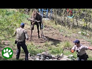 This Giant Moose Was Completely Trapped Until They Stepped In 😱