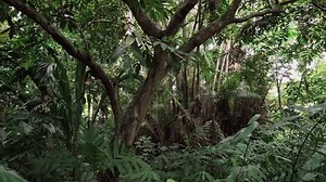 Forest Jungle Zoom