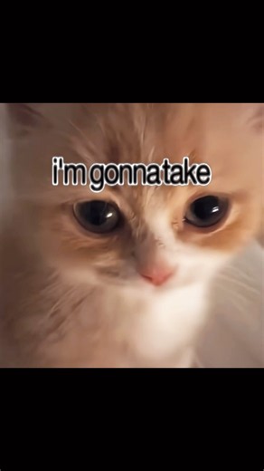 Song name is “holy hand grenade” #overtonight #cutecats #wifiskeleton #relatable #s0rrow #lyricvideo