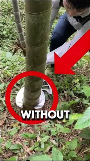 This Man Cuts Through Fully Grown Bamboo Trees Like They're Made Of Butter #shorts