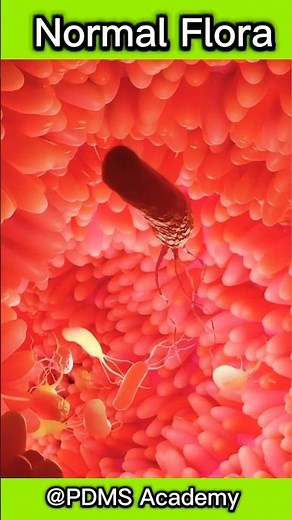 Normal Flora | Microbiota #medicine