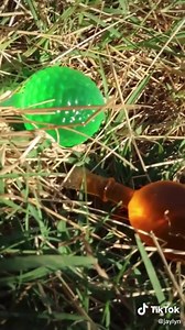 The story of the jelly fruit 😄 | Trendy Treats