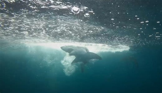 ホホジロザメの赤ちゃんにカメラを装着、初、NY沖に巨大生育場