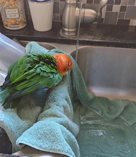 Parrot Life 🦜| caiques I ❤️ this bird more than 📚books, she is my baby girl and when she wants a bath my life stops. #booktokgirlies #parrot #birdlife #fyp #viral