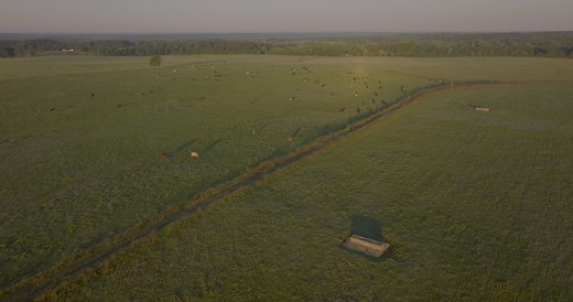 Dairy farming comes in all shapes and sizes and dairy farmers have unique stories of how they came into the business. Pasture-based dairies are possible in the Southeast because of our ability to grow crops year-round, ample rainfall, and land management practices that protect soil health and water quality. Some farms have vertically integrated to process their own milk on-farm and sell directly to their communities. This requires a lot more work and passion, but the reward of seeing your produc
